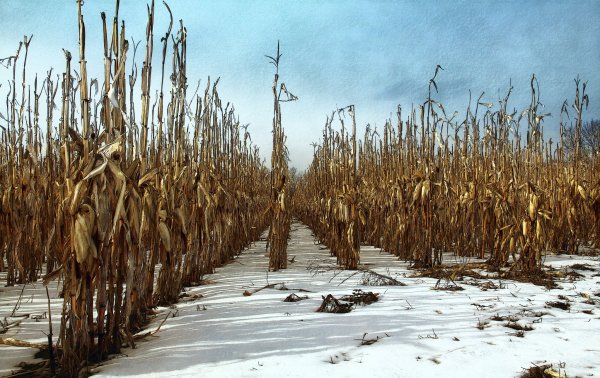 Кукурузное поле зимой