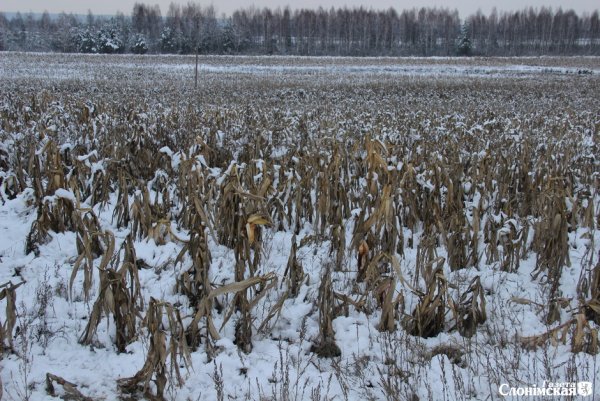 Кукурузное поле зимой
