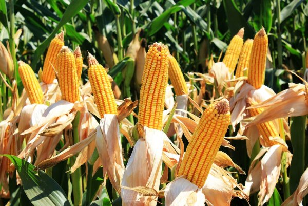 Кукуруза Турция поле