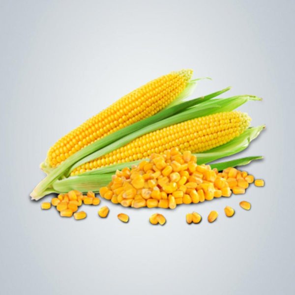 Кукуруза на белом фоне
