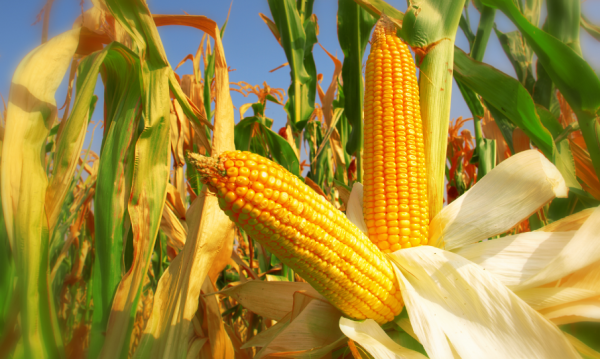 Поле кукурузы