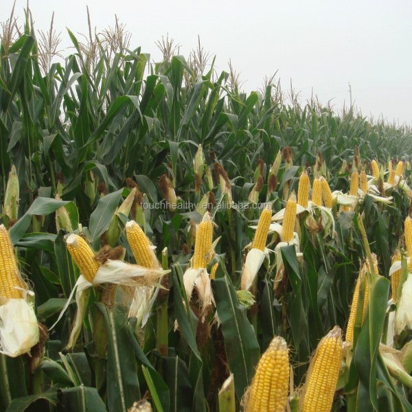 Кукурузное дерево