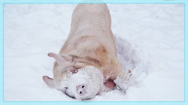 Свинья в снегу