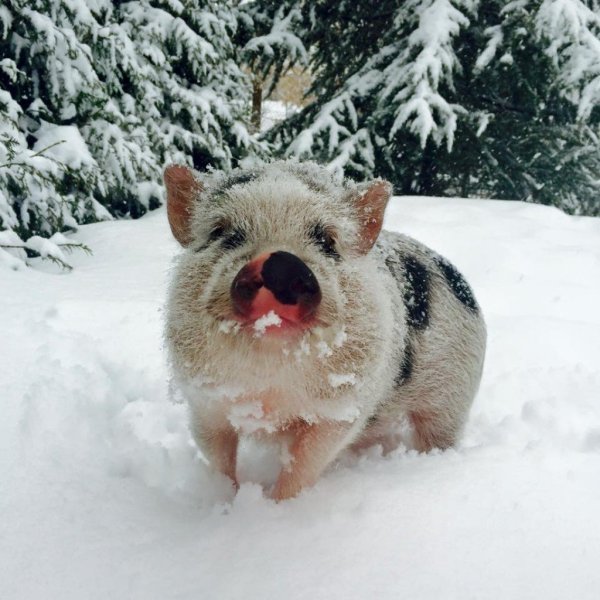 Свинка зимой