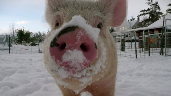 Поросенок в снегу