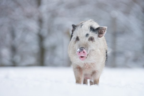 Милые поросята в снегу