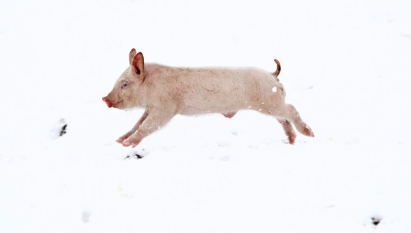 Поросенок в снегу
