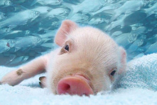 Свинка в снегу