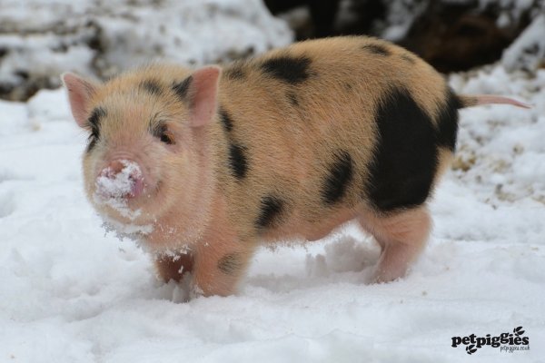 Поросенок и зима