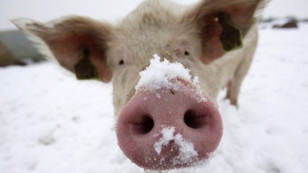 Поросенок в снегу