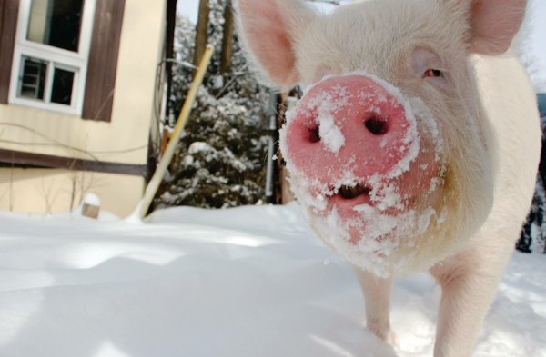 Свинья в снегу