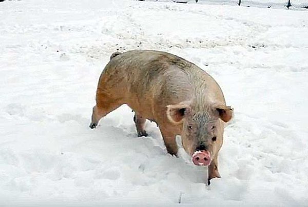 Сибирская Северная порода свиней