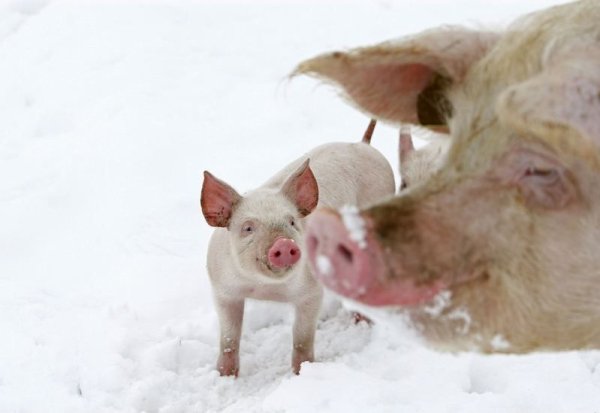 Свинка в снегу