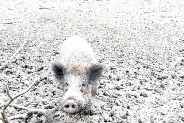 Поросенок в снегу