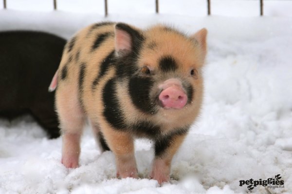 Зимний поросенок