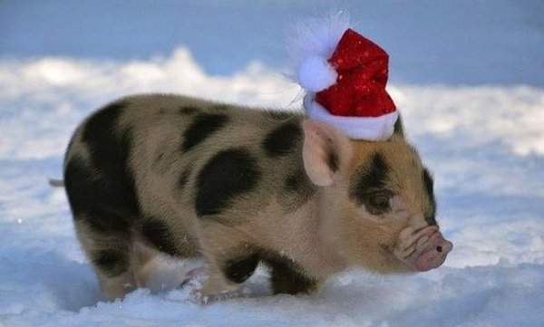 Свинья в новогоднем колпаке