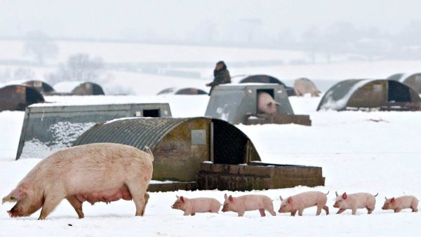 Свинья в снегу