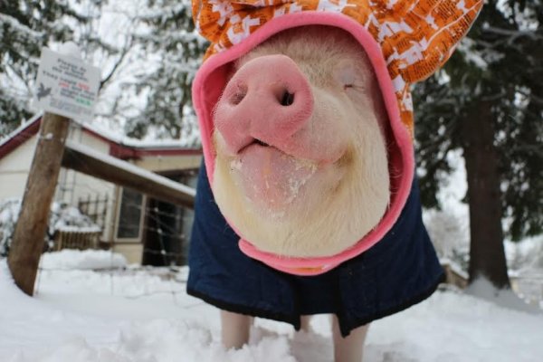 Свинья зимой