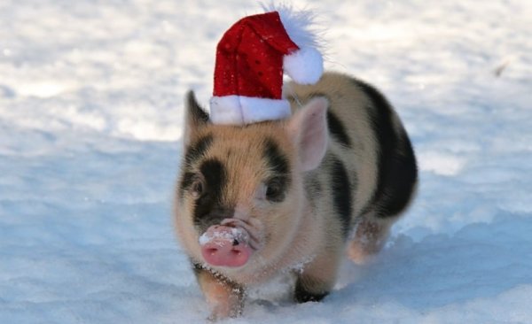 Свинка в новогодней шапке