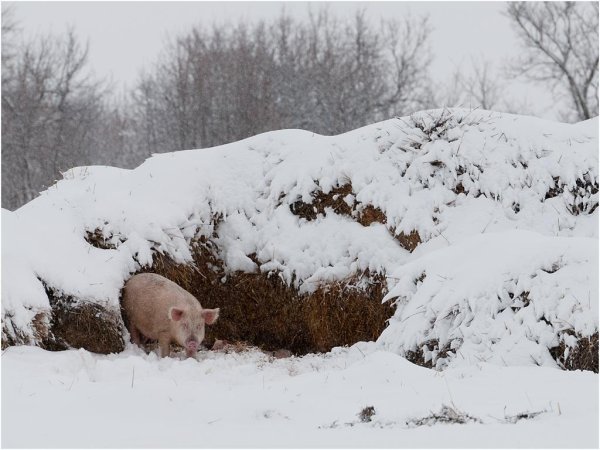 Поросята зимой