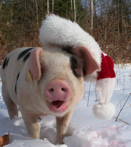 Поросенок в снегу