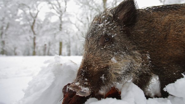 Кабан Вепрь секач 600 кг
