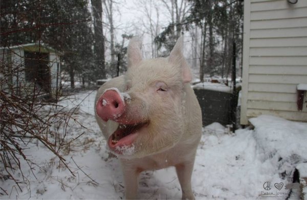 Свинья зимой