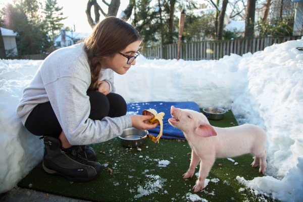 Поросенок в снегу