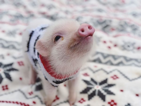 Порода собак мини Пиг