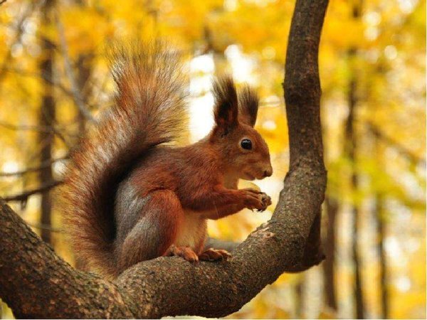 Белка в осеннем лесу