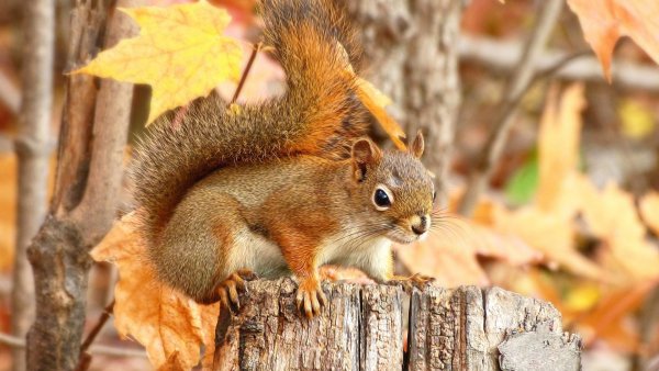 Осень белка