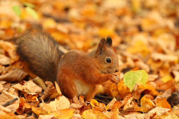 Белочка осенью