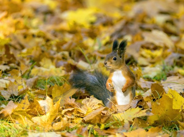 Белочка осенью