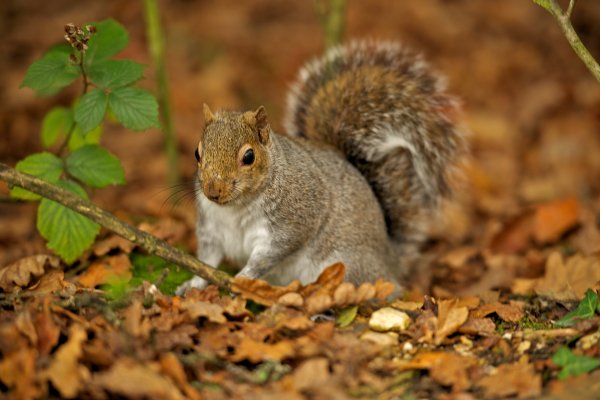 Белка осенью в лесу