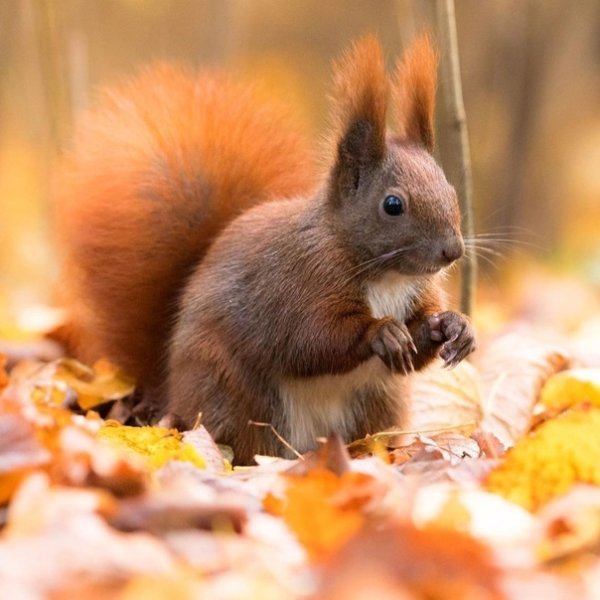 Красивые белки осенью