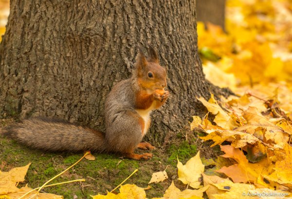 Осень белка