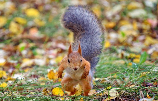 Белка осенью