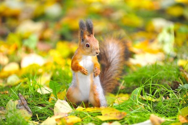 Белочка в осеннем лесу