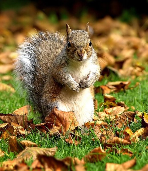 Белка осенью