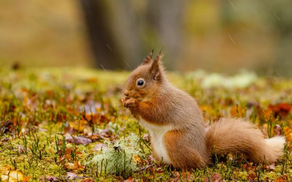 Животные осенью