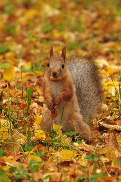 Осень белка