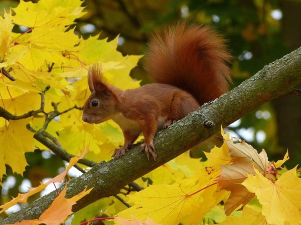 Белка осенью в лесу