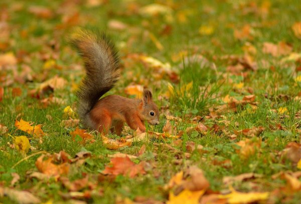 Белочка осенью