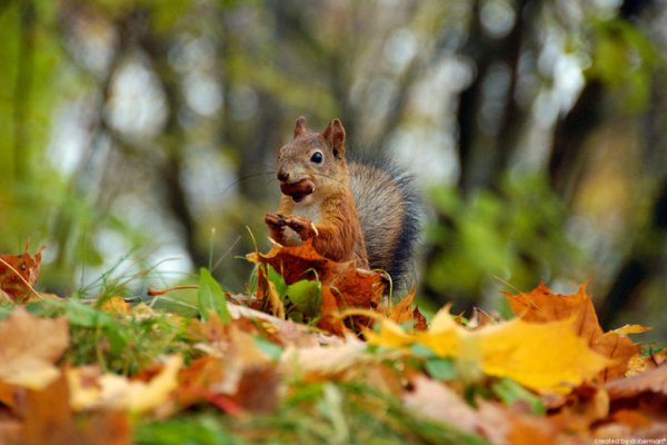Золотая осень с белкой