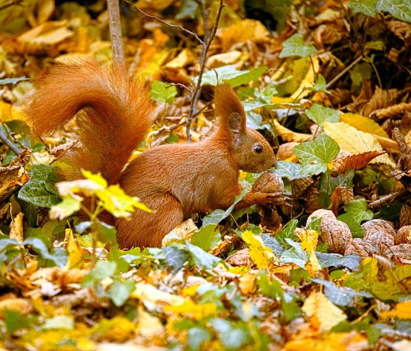 Белочка в осеннем лесу