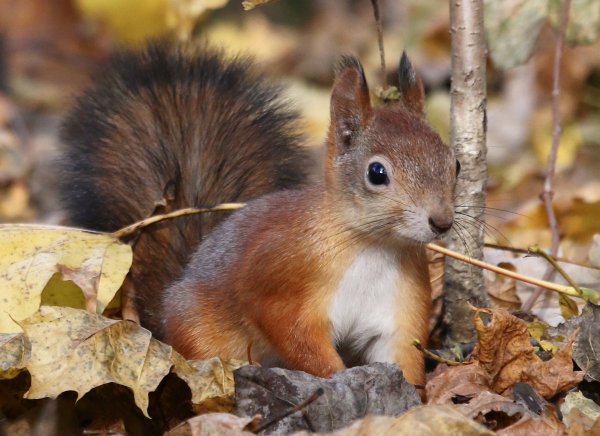 Осень белка