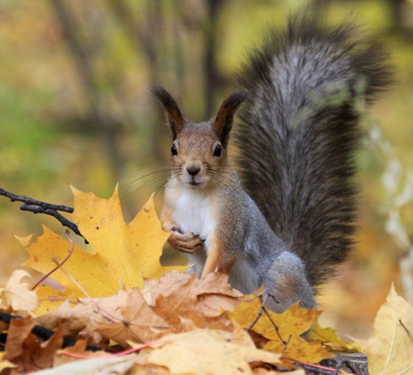 Белки осенью