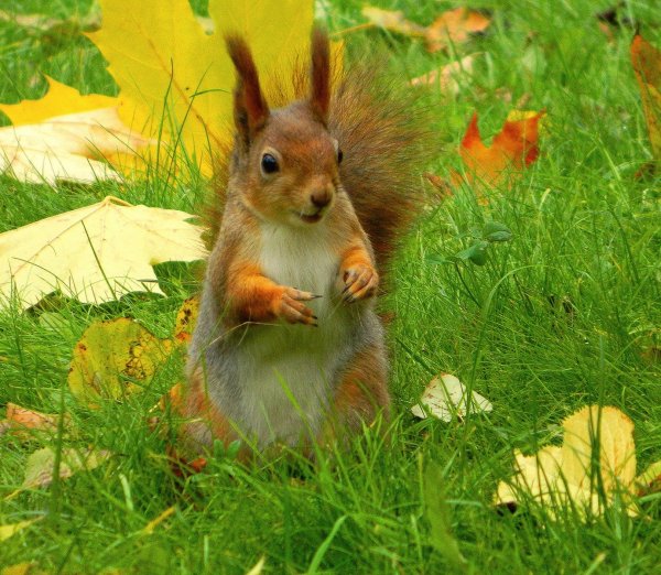 Осенняя белка