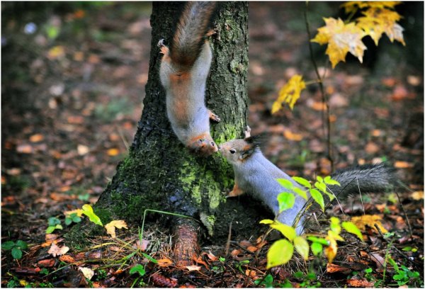 Белочка в лесу поздней осенью