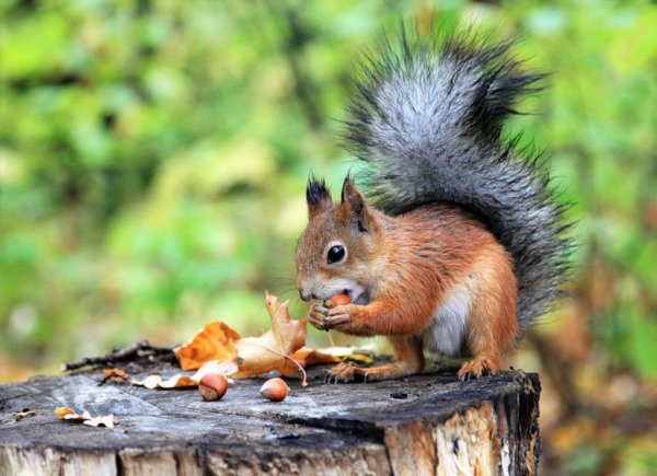 Лесные животные осенью